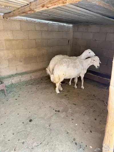 تم اللبيع 2