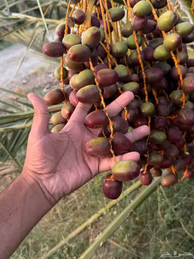 صيف مزرعه للبيع 23