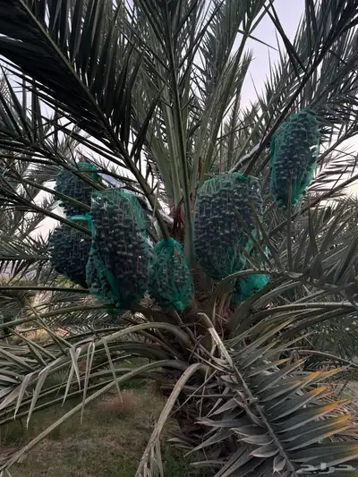 صيف مزرعه للبيع 13