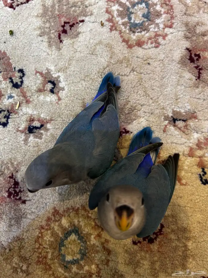 فروخ روز لون اليفه ازرق الوان مميزه ((تم البيع)) 2