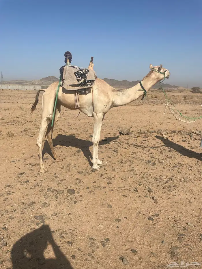 ركبي حر تم البيع 0