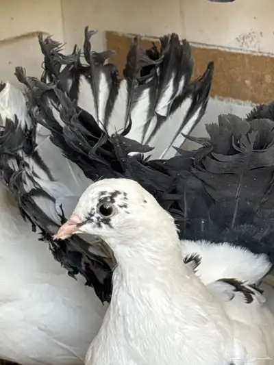 طبات حمام رقاصي 2