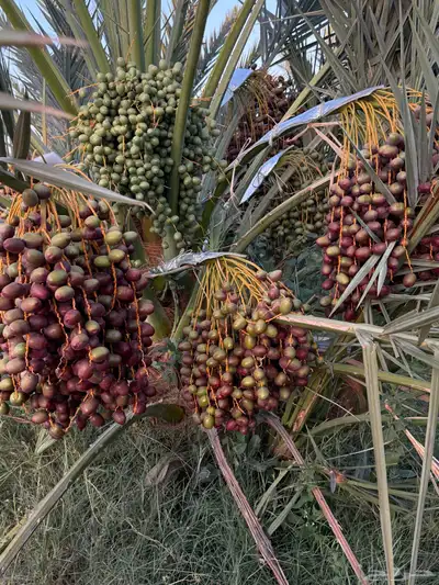 صيف مزرعه للبيع 15