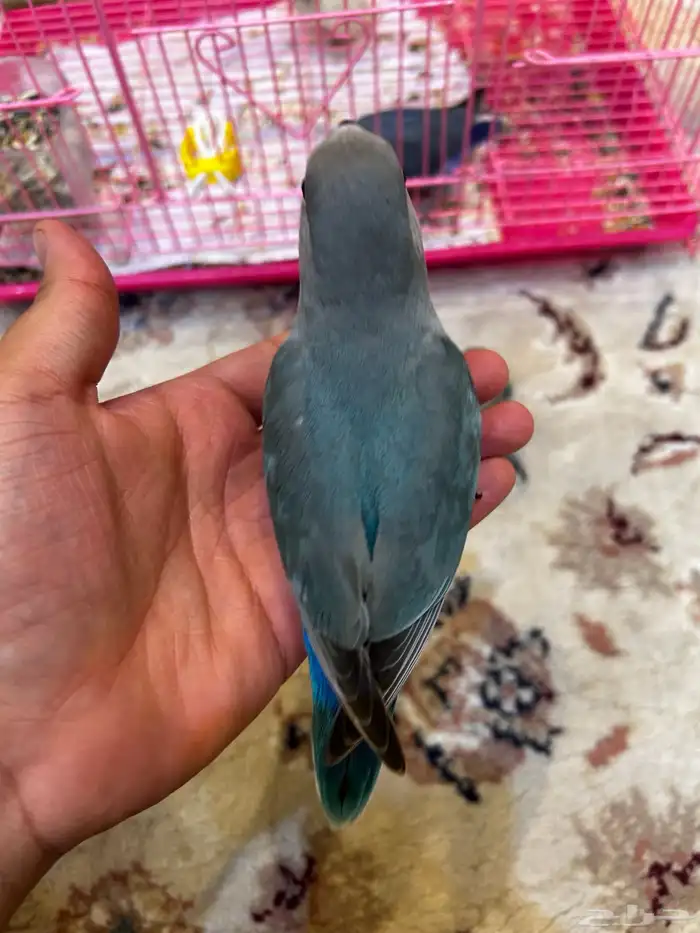 فروخ روز لون اليفه ازرق الوان مميزه ((تم البيع)) 1