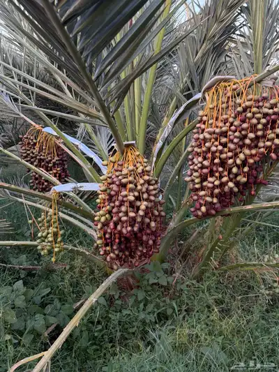 صيف مزرعه للبيع 10