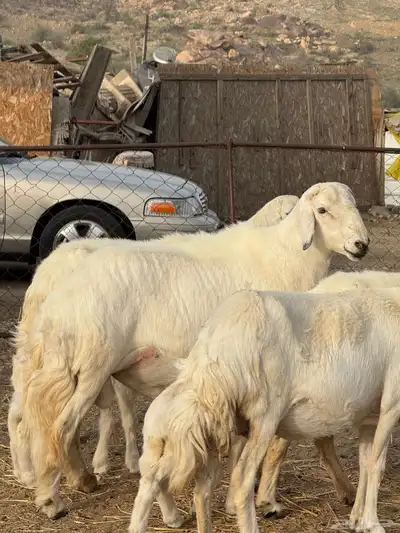 3 من الغنم بفحلها ولد ( تم البيع ) 0