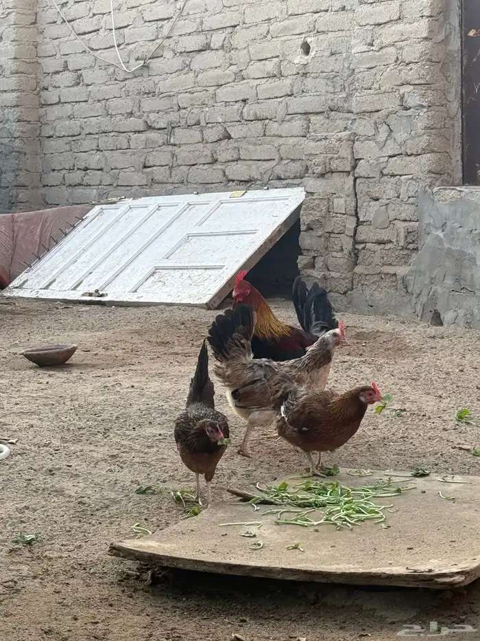 دجاج عربي فري 3