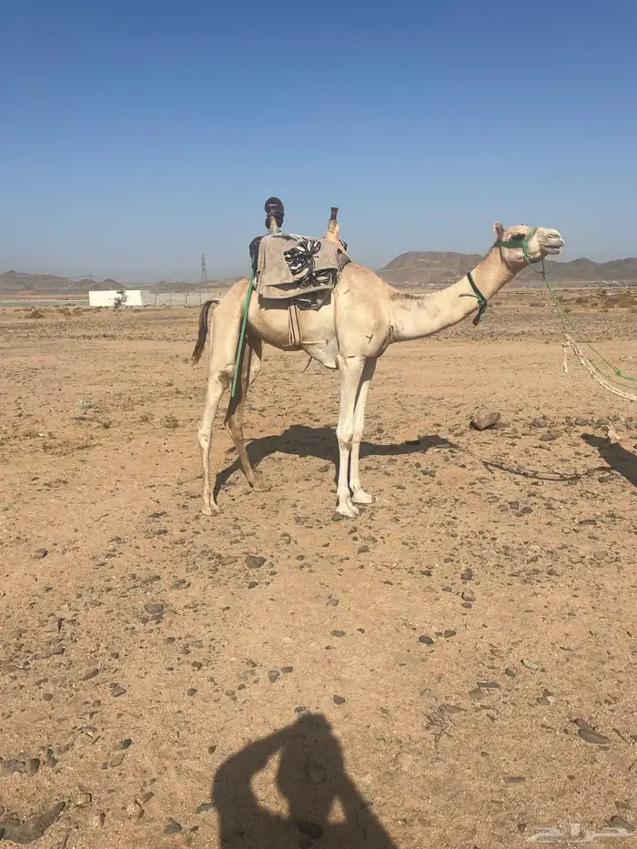 ركبي حر تم البيع 1