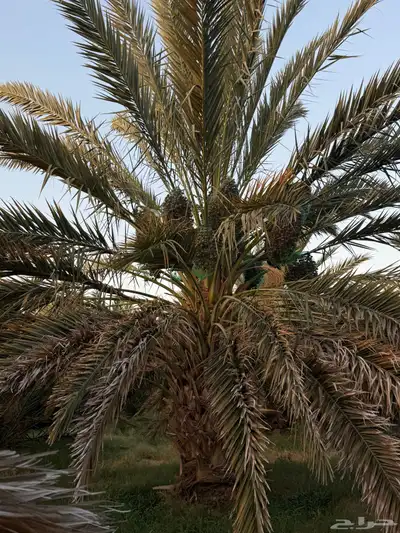 صيف مزرعه للبيع 12