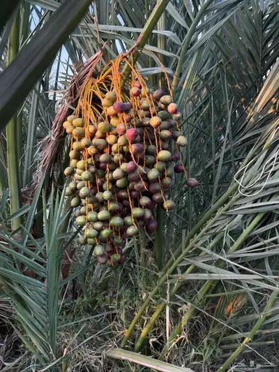صيف مزرعه للبيع 20