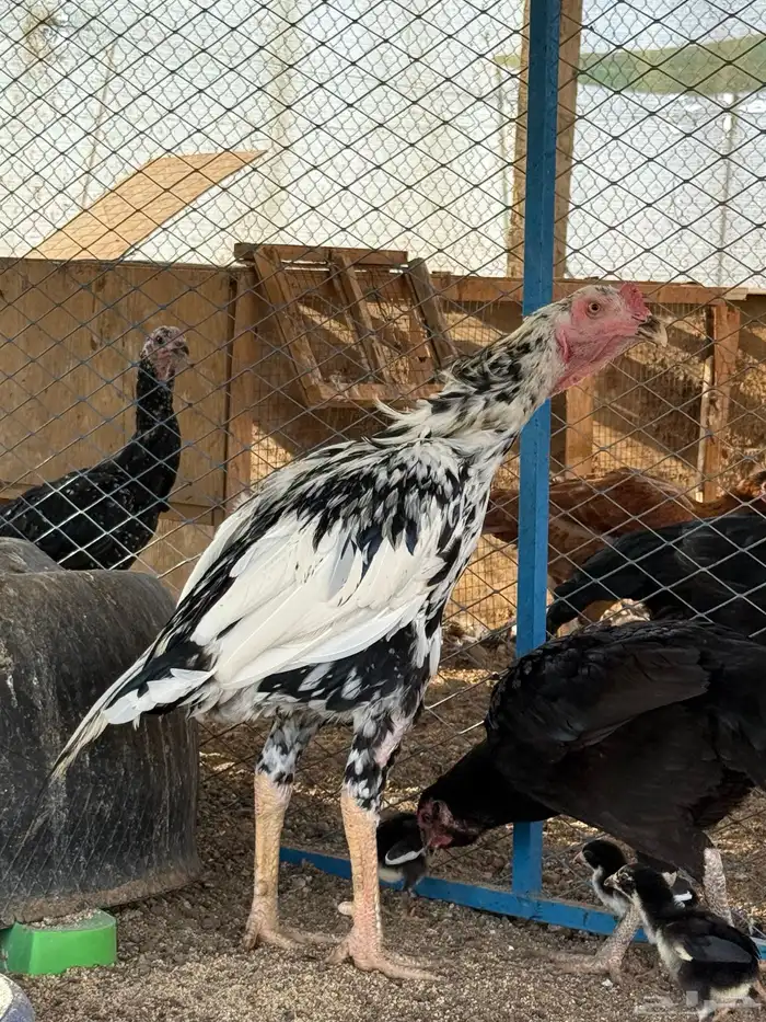 دجاج باكستاني سندي 10