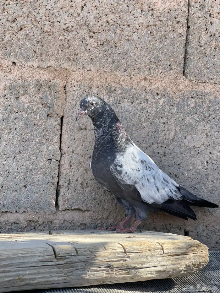 حمام باكستاني طبات طيران 4