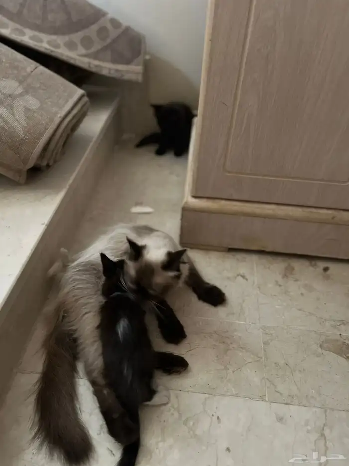 قطه انثى لي البيع 2