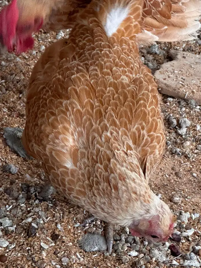 طقم سبرايت كريمي خوارج (تم البيع) 1