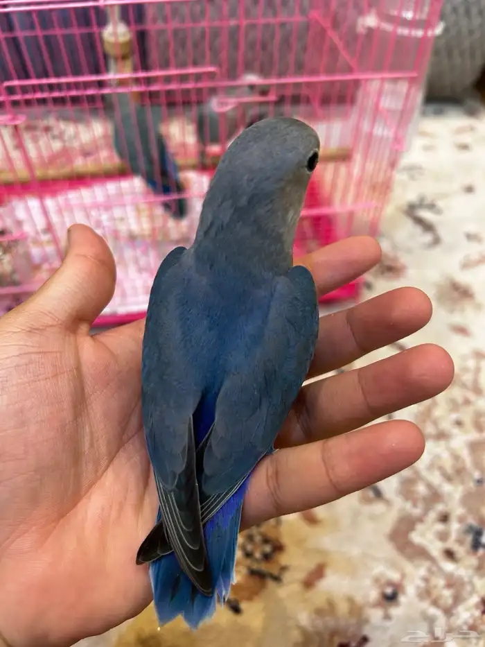 فروخ روز لون اليفه ازرق الوان مميزه ((تم البيع)) 4