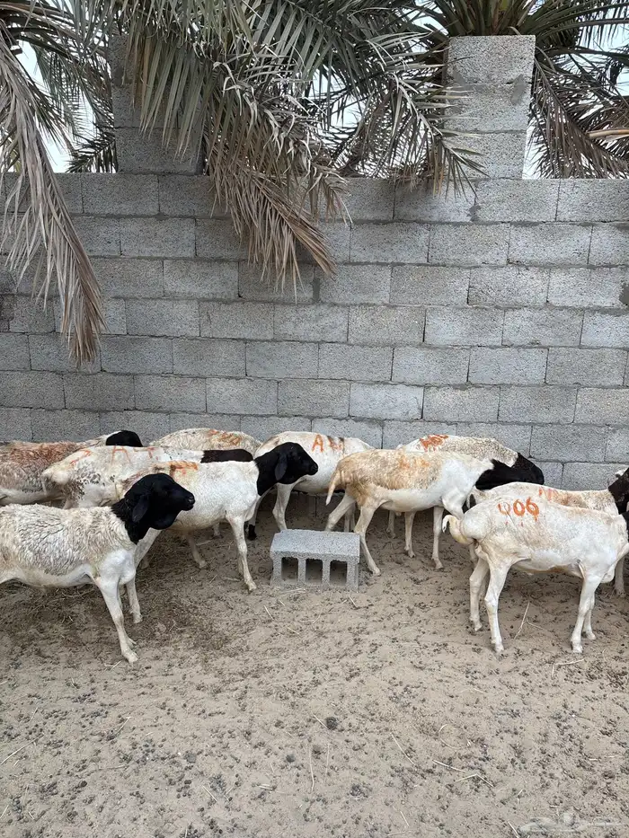 برابر جذعان 1