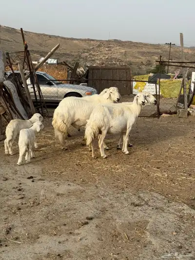 3 من الغنم بفحلها ولد ( تم البيع ) 1