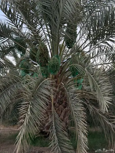 صيف مزرعه للبيع 7