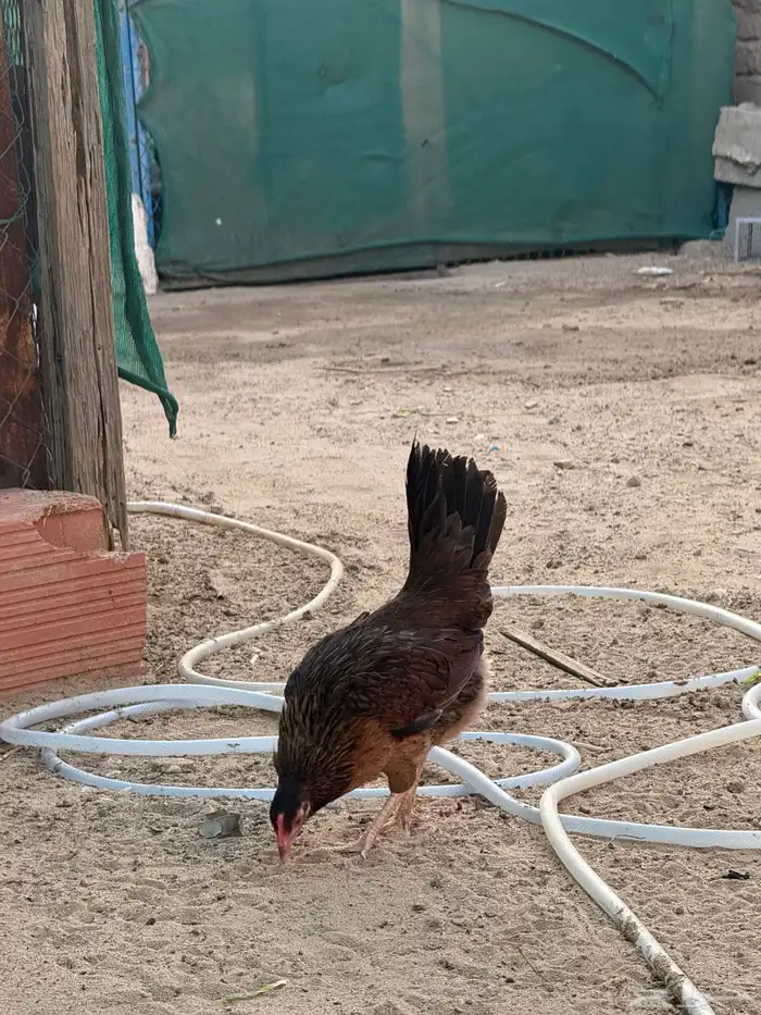 دجاج عربي فري 6