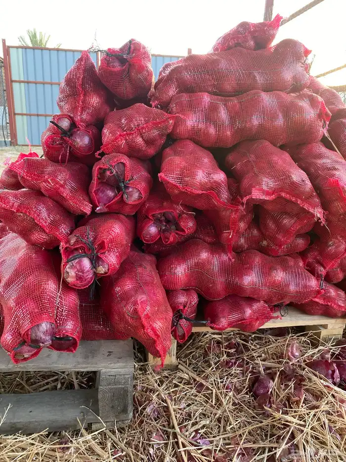 بصل بلدي احمر تم بيع جميع المحصول 0