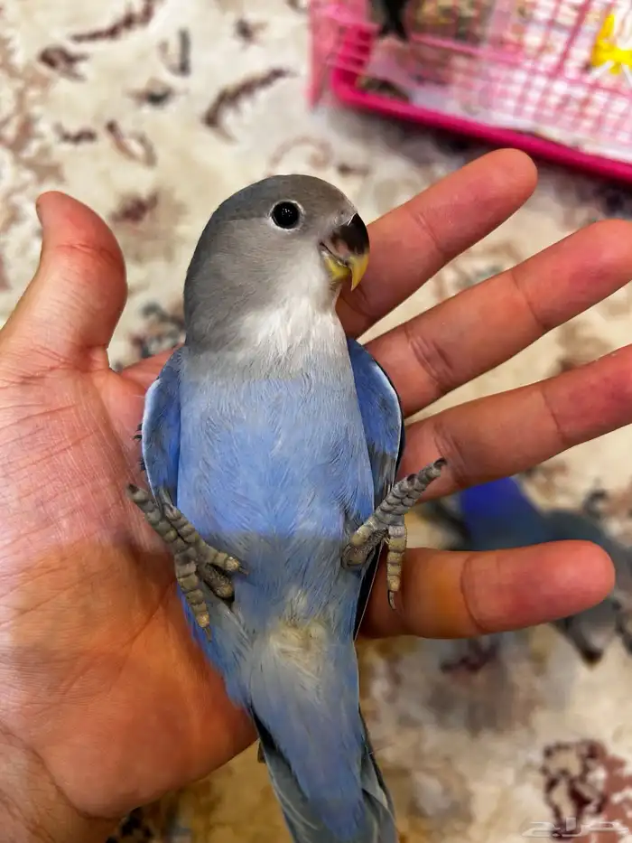 فروخ روز لون اليفه ازرق الوان مميزه ((تم البيع)) 6