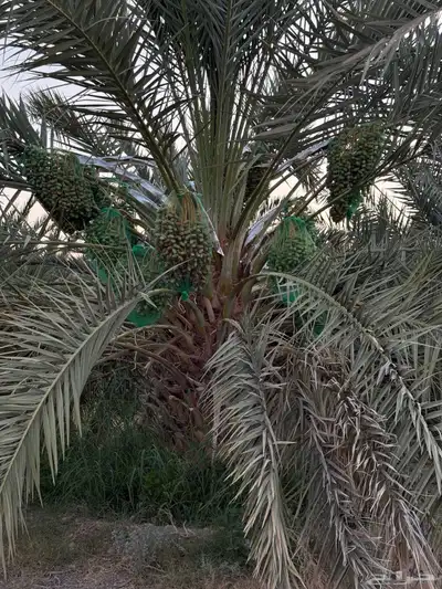 صيف مزرعه للبيع 2