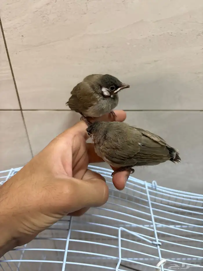 بلابيل لبيع احجام جامبو 0