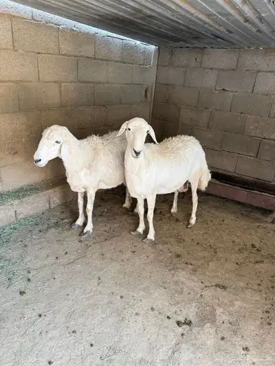 تم اللبيع 3