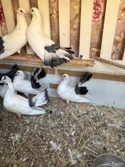 طبات حمام رقاصي 1