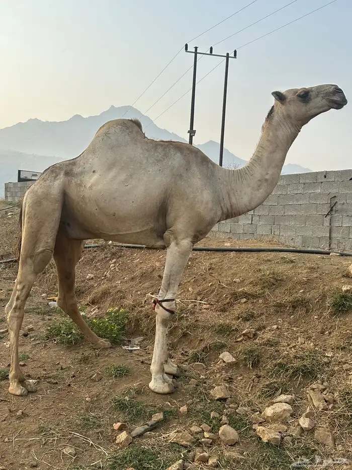 فرع 1