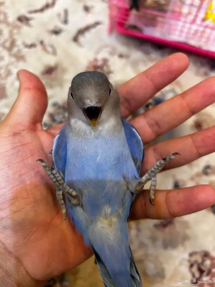 فروخ روز لون اليفه ازرق الوان مميزه ((تم البيع)) 0