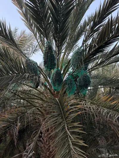 صيف مزرعه للبيع 8