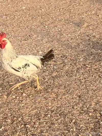يوجد عدد 14 ديك لبيع جمله 0