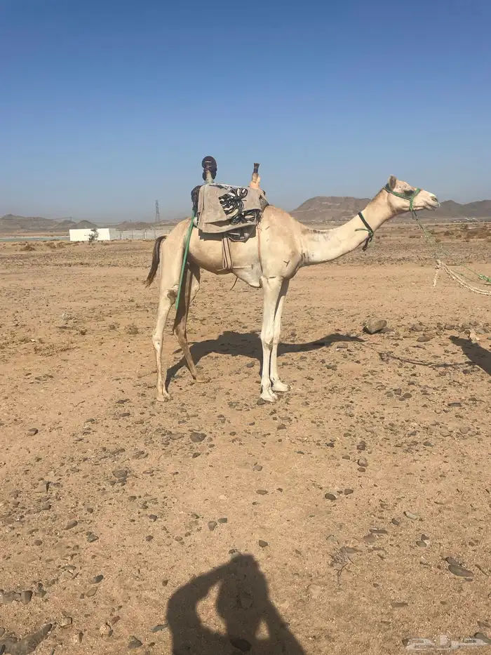 ركبي حر تم البيع 2