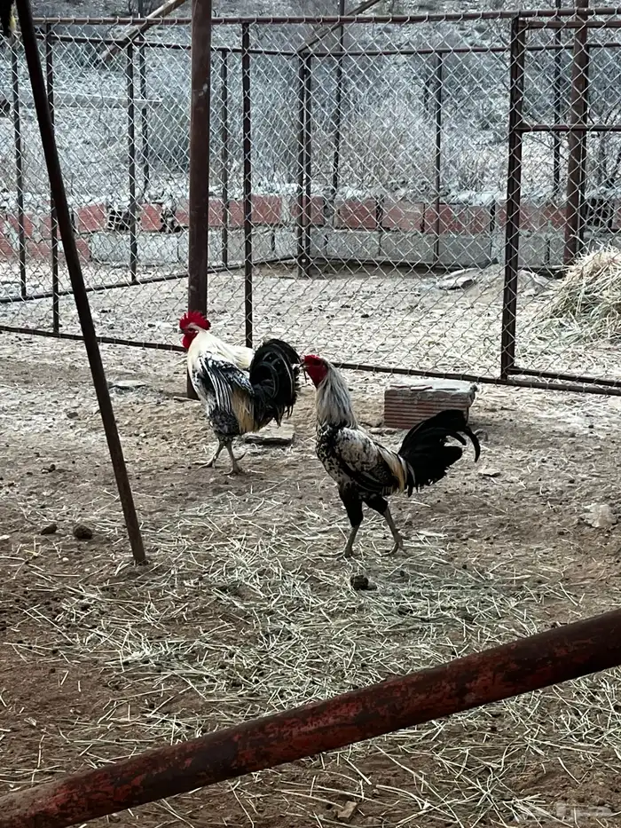 ديك باكستاني وديك بلدي 2