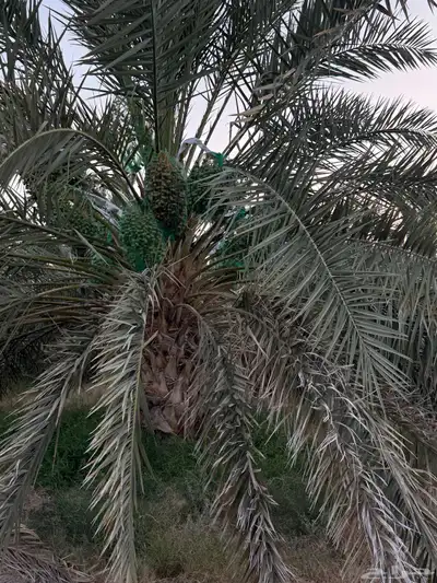 صيف مزرعه للبيع 3