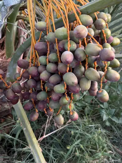 صيف مزرعه للبيع 19