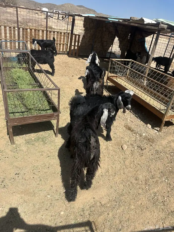 تيويس مقفله شحم 0