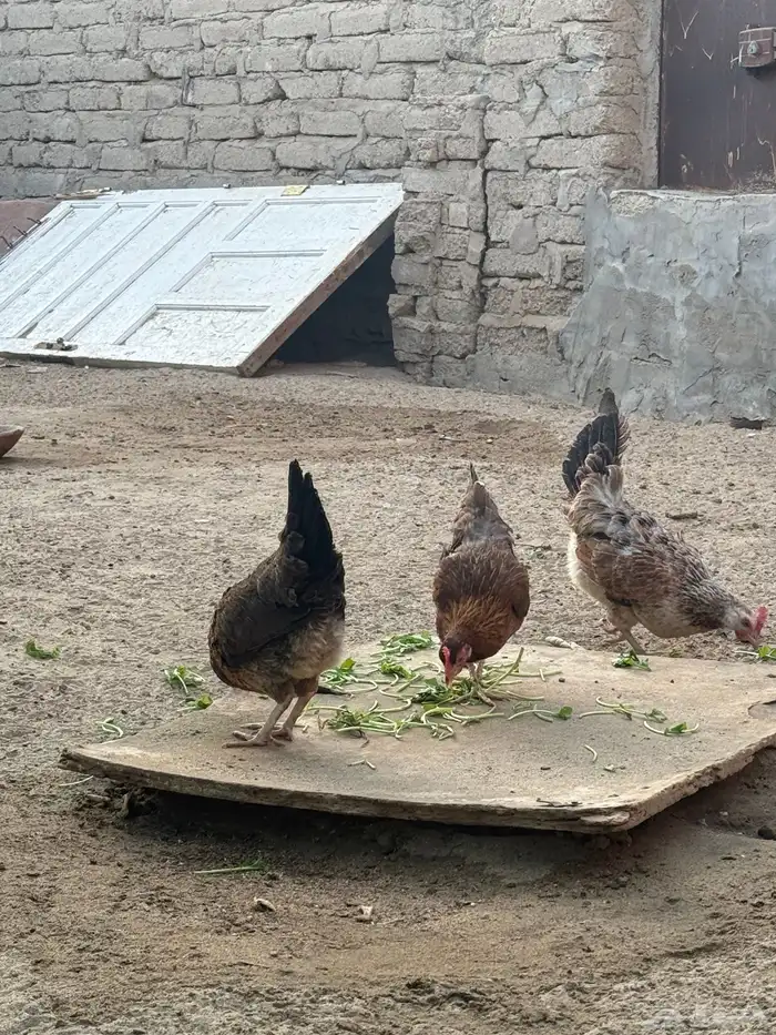 دجاج عربي فري 7