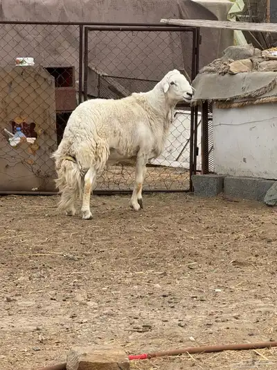 غنم ولد بفحلها ( تم البيع ) 0