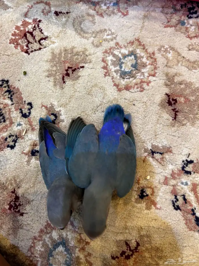 فروخ روز لون اليفه ازرق الوان مميزه ((تم البيع)) 5