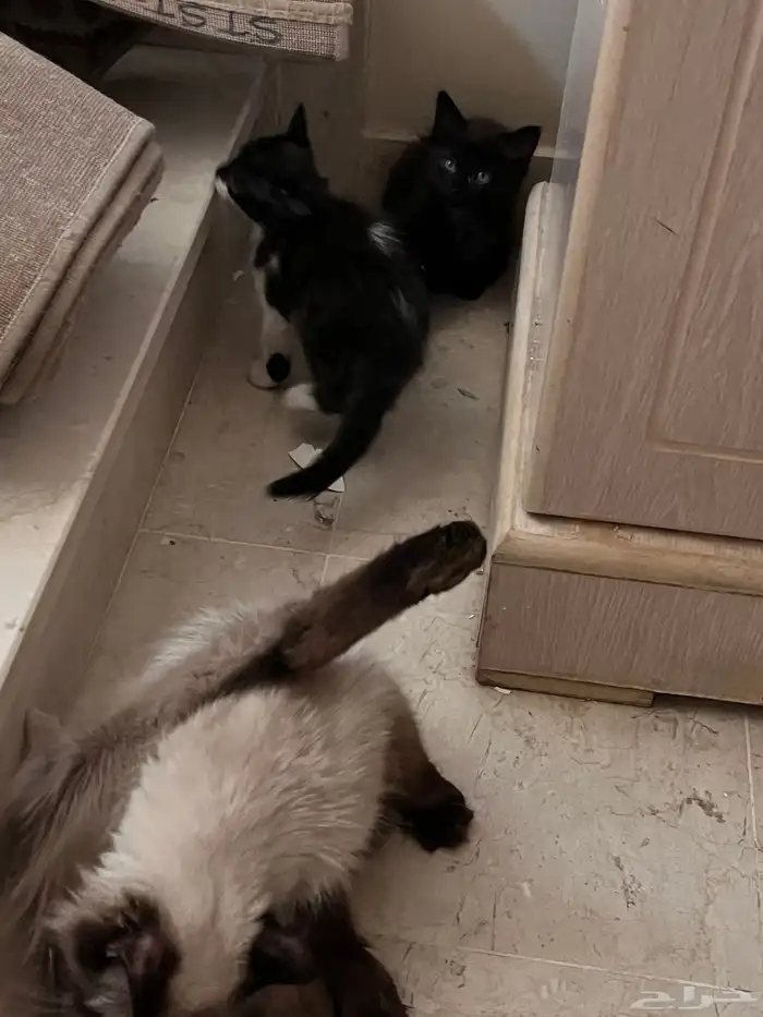 قطه انثى لي البيع 1