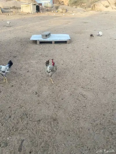 يوجد عدد 14 ديك لبيع جمله 4
