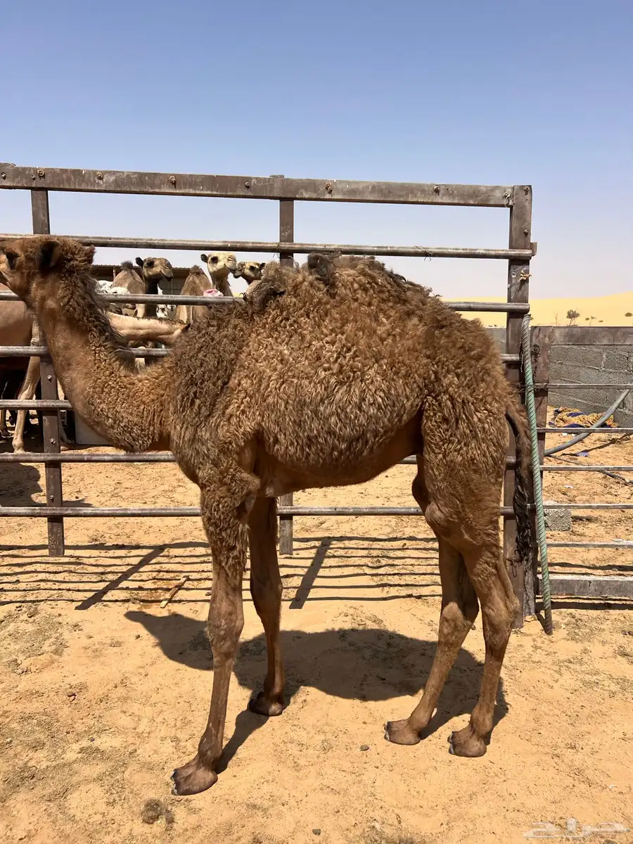 قعود لباني حليب 0