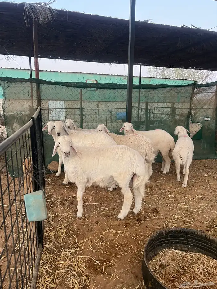 هرافي حرية للبيع 0