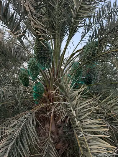 صيف مزرعه للبيع 5