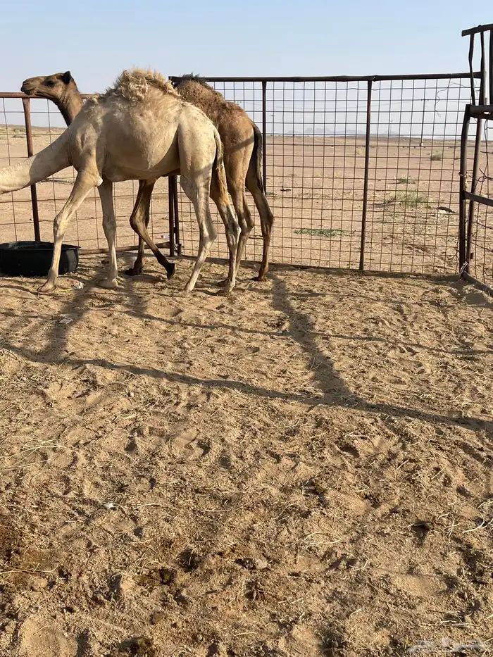 قعودين للبيع 3