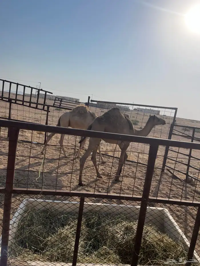 قعودين للبيع 5
