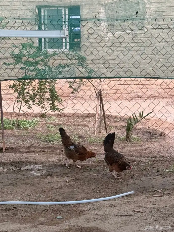 دجاج عربي فري 8
