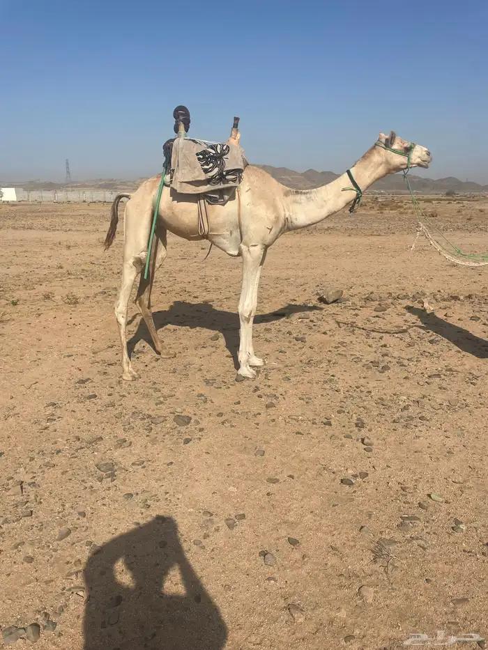 ركبي حر تم البيع 3